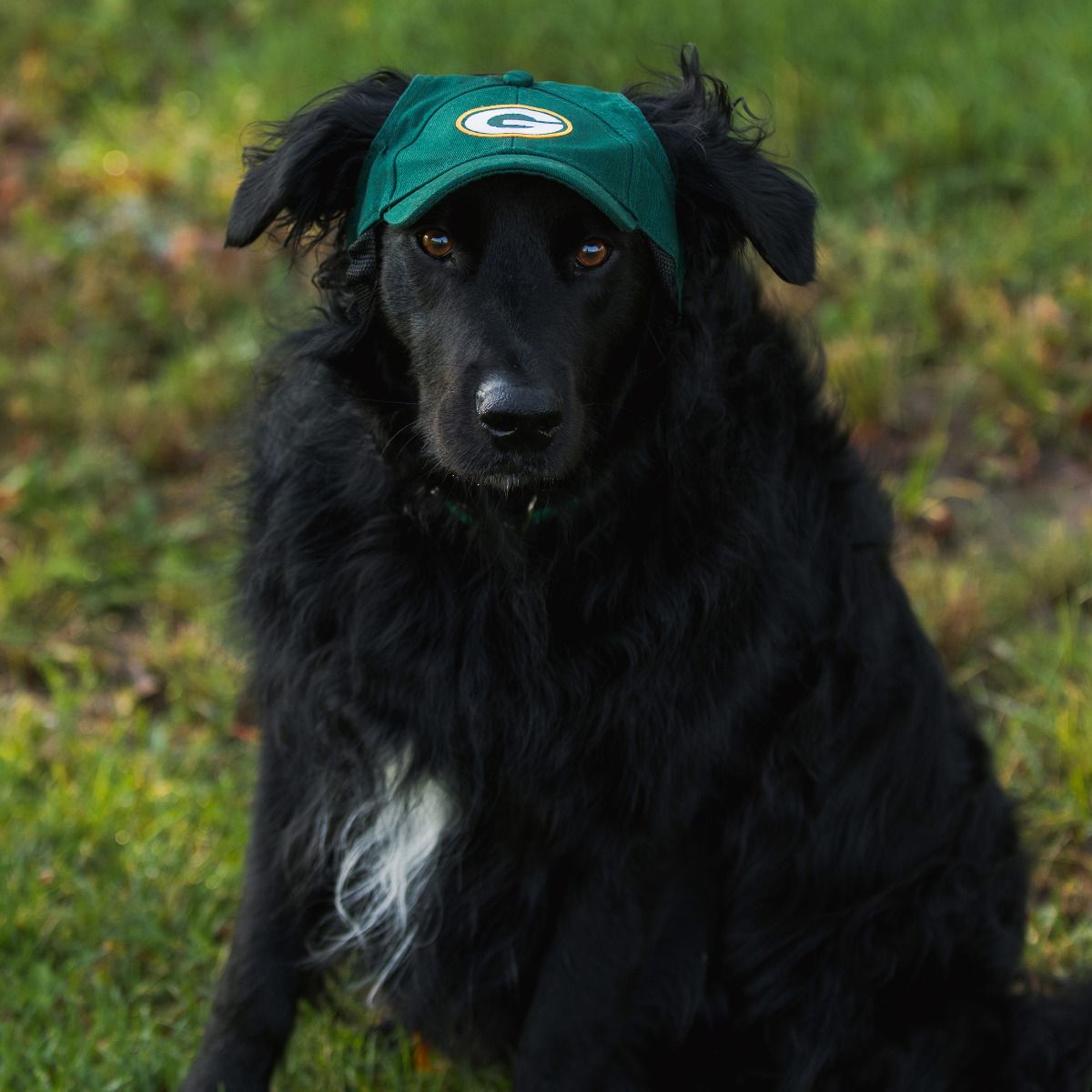 Packers Pet Baseball Hat