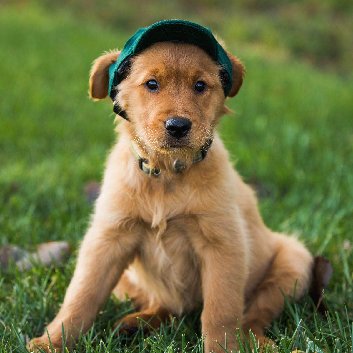 Packers Pet Baseball Hat