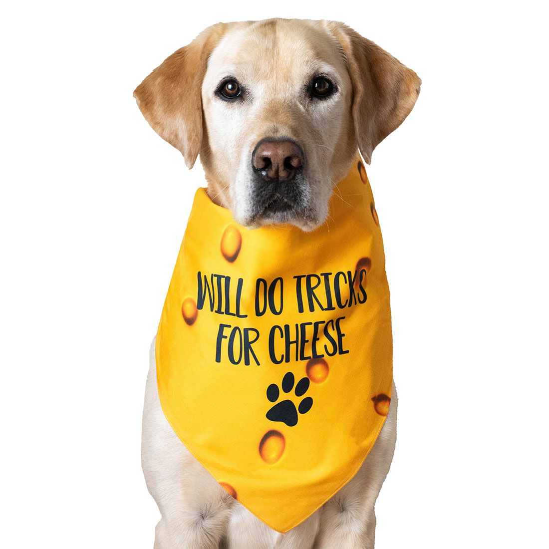 Cheesehead® Pet Bandana